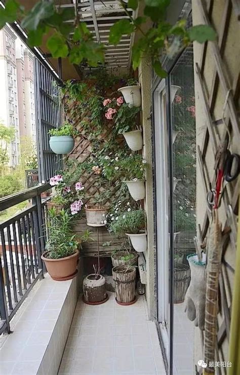 小花 植物 陽台玄關